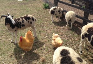 The Stepney City Farm has successfully sorted the sheep from the goats; less successfully the sheep from the chickens.